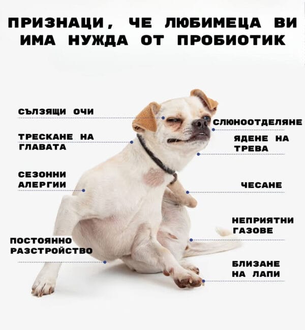ПРИЗНАЦИ, ЧЕ ЛЮБИМЕЦА ИМА НУЖДА ОТ ПРОБИОТИК сълзящи ОЧИ ТРЕСКАНЕ НА ГЛАВАТА СЛЮНООТДЕЛЯНЕ ЯДЕНЕ НА TPEBA СЕЗОННИ АЛЕРГИИ ЧЕСАНЕ НЕПРИЯТНИ ГАЗОВЕ постоянно РАЗСТРОЙСТВО БЛИЗАНЕ НА ЛАПИ